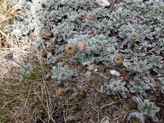 Leptinella albida