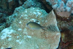 Chromis ternatensis