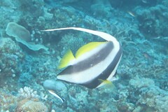 Heniochus acuminatus
