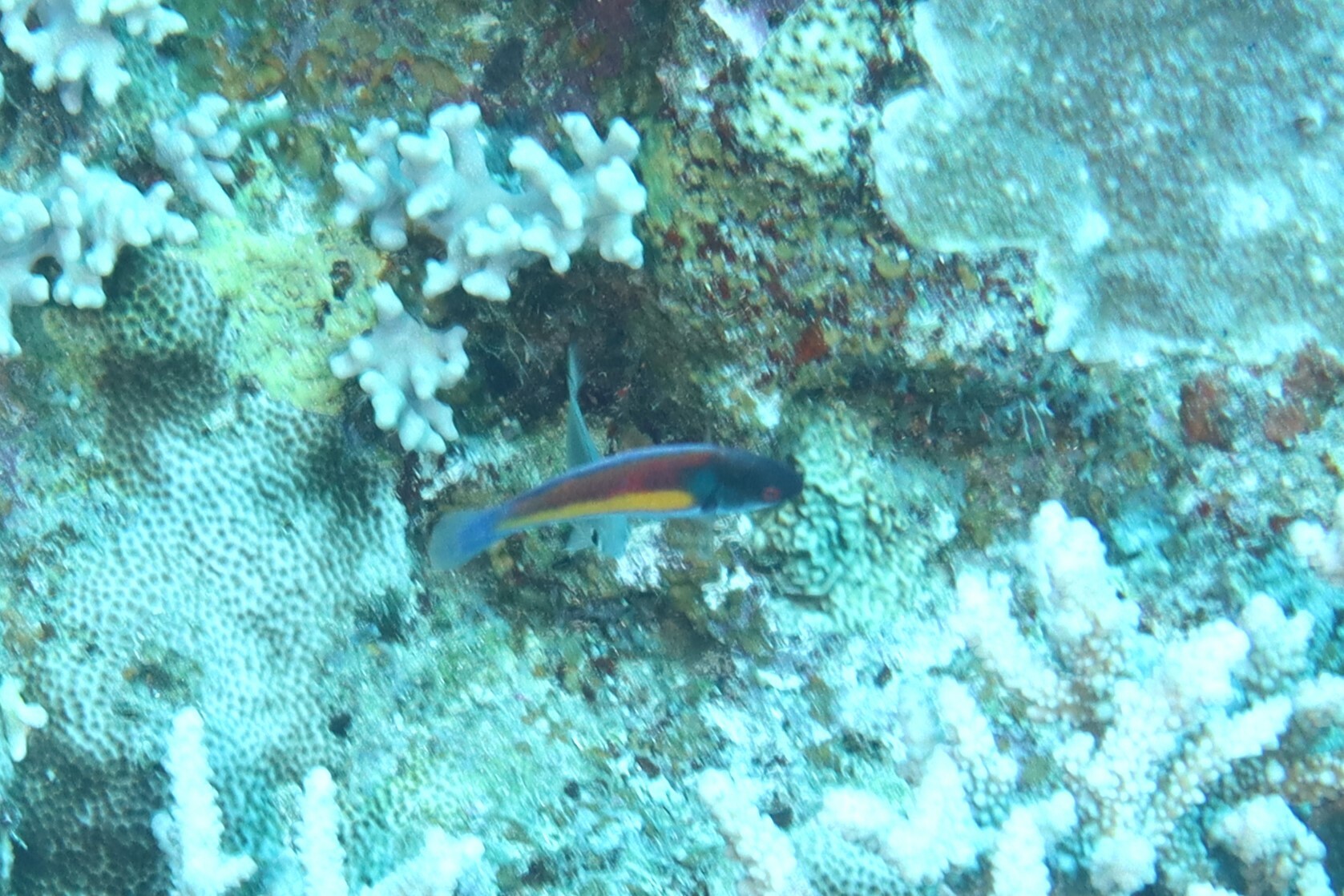 Randall's Wrasse photo 2