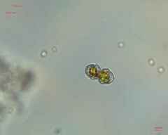 Cosmarium