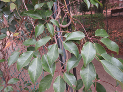 Stauntonia hexaphylla