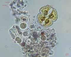 Cosmarium