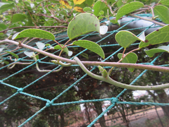 Stauntonia hexaphylla