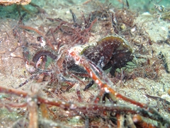 Hippocampus guttulatus