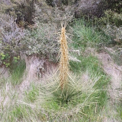 Aciphylla subflabellata