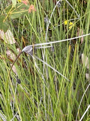 Mesomelaena tetragona