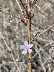 Stephanomeria diegensis