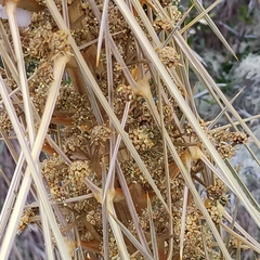 Aciphylla subflabellata