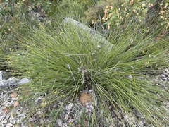 Mesomelaena tetragona