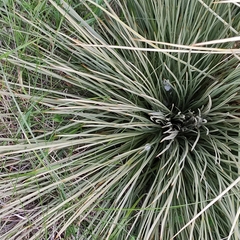 Aciphylla subflabellata