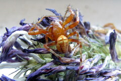 Araneus alsine
