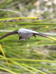 Mesomelaena tetragona