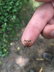 Eciton burchellii