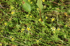 Ranunculus amphitrichus