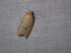 Clepsis divulsana