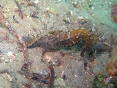Hippocampus guttulatus