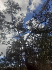 Eucalyptus lockyeri