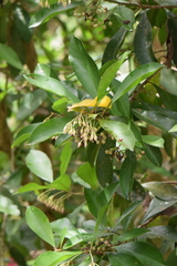 Ardisia
