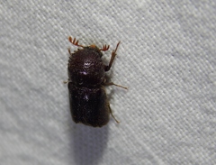 Bostrichidae