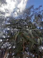 Eucalyptus lockyeri
