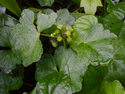 Hydrocotyle javanica iNat (2)
