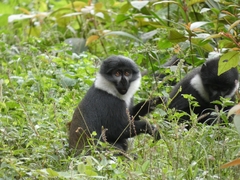 Allochrocebus lhoesti