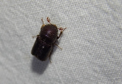 Bostrichidae