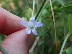 Campanula californica