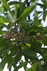 Ardisia