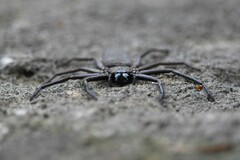 Morebilus plagusius