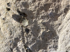 Bembicium nanum
