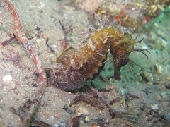 Hippocampus guttulatus