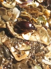 Tanychilus metallicus