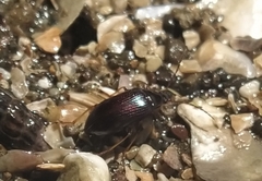 Tanychilus metallicus