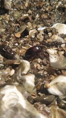 Tanychilus metallicus