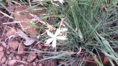 Dianthus mooiensis