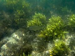 Acanthopagrus australis