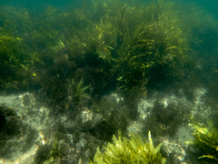 Acanthopagrus australis