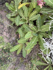 Sonchus megalocarpus