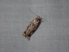 Opsitycha squalidella