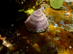 Astralium tentoriiforme