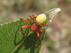 Araniella cucurbitina