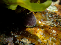 Astralium tentoriiforme