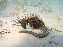 Hippocampus guttulatus