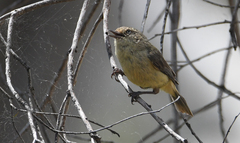 Acanthiza reguloides