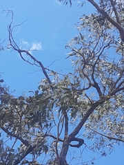 Eucalyptus mediocris