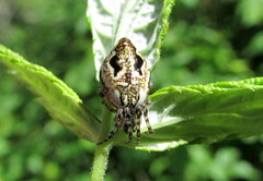 Cyclosa conica