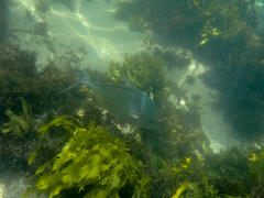 Pseudocaranx