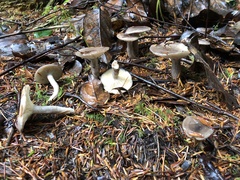 Lactarius pseudomucidus